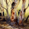 Watercolour painting of River Red Gums at the Flinders Ranges